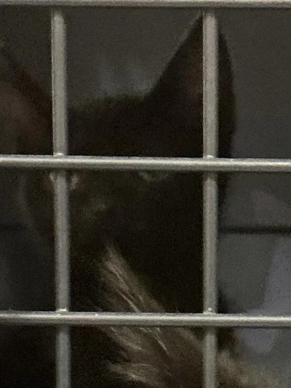 A baby small-sized male Domestic Short Hair cat named Broccoli for adoption in Virginia Beach, VA