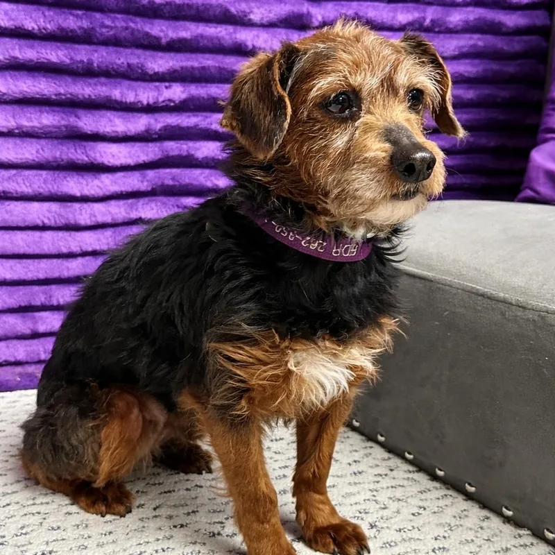 An adult small-sized female Yorkie Poo dog named Ozark for adoption in Hartland, WI