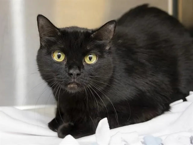 An adult small-sized female Domestic Short Hair cat named Binky for adoption in Phoenix, AZ