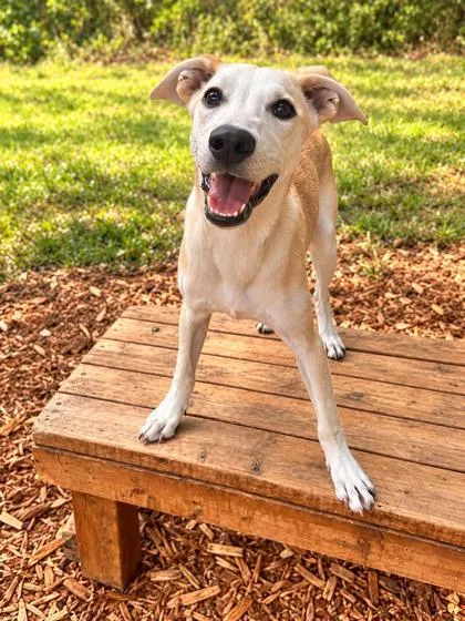 A baby medium-sized female Mixed Breed dog named Sheryl Crow for adoption in Cumming, GA