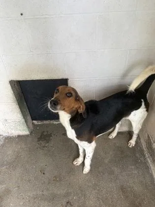 A young medium-sized male Tricolor (Brown, Black, & White) Hound dog named Wesley for adoption in Georgetown, SC