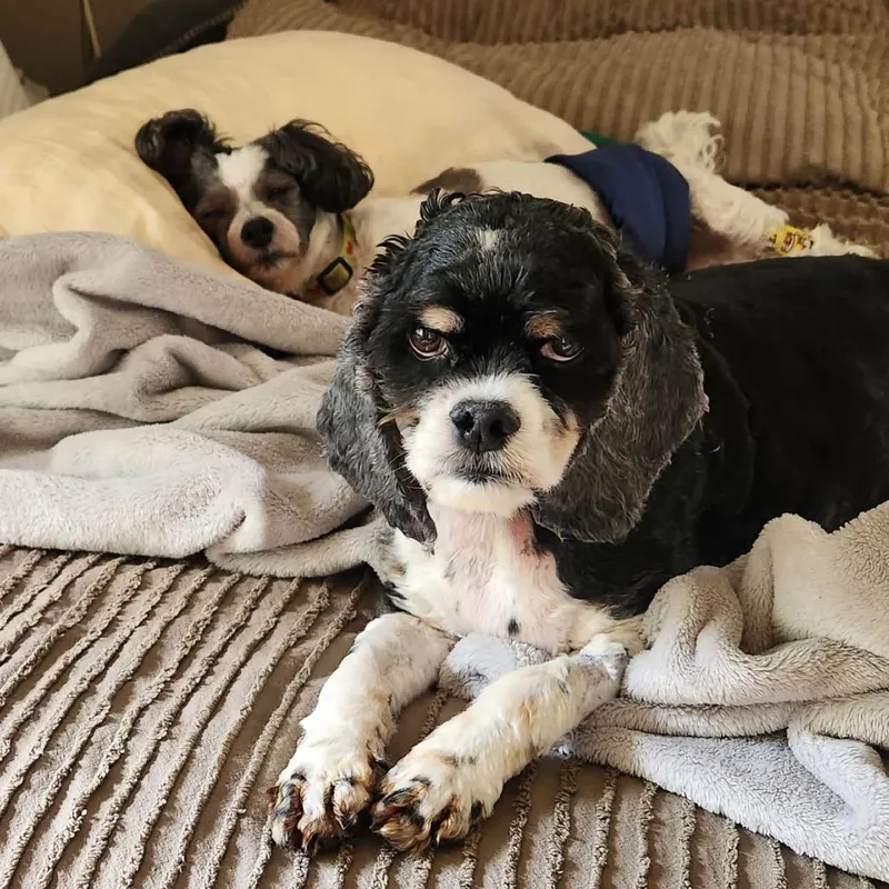 A senior medium-sized male Black Cocker Spaniel dog named Max for adoption in Saint Cloud, MN