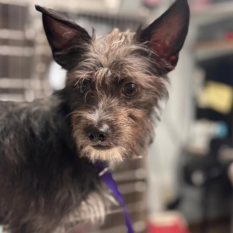 An adult small-sized male Black Mixed Breed dog named Sir Emmett for adoption in Birdsboro, PA