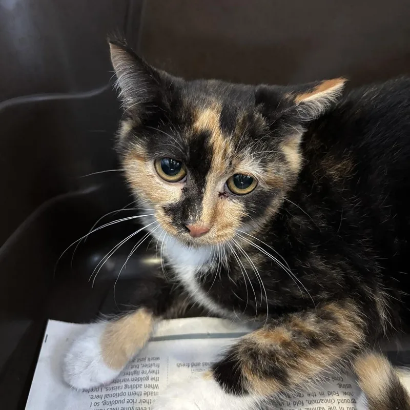 A baby small-sized female Calico Domestic Short Hair cat named Martini for adoption in Marion, VA