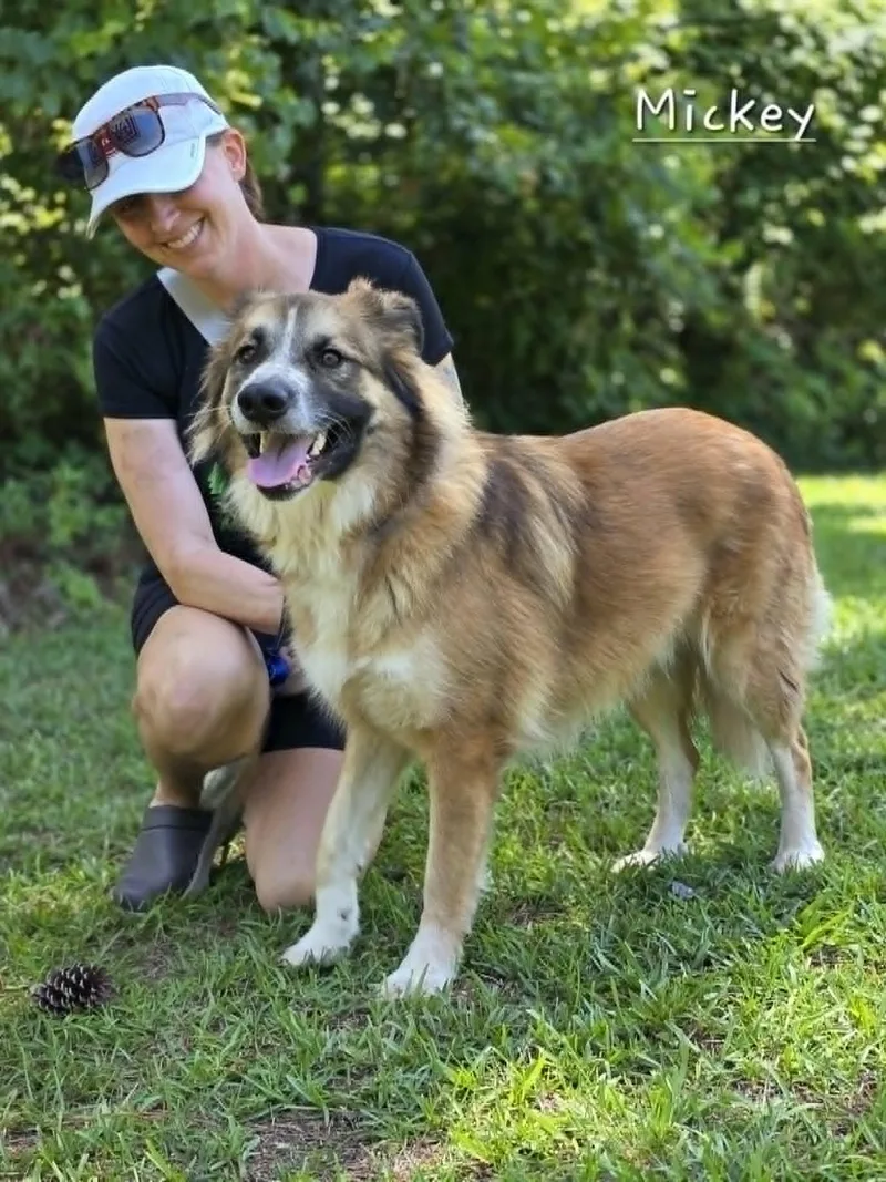 An adult medium-sized male Tricolor (Brown, Black, & White) Golden Retriever dog named Mickey for adoption in Bishop, GA