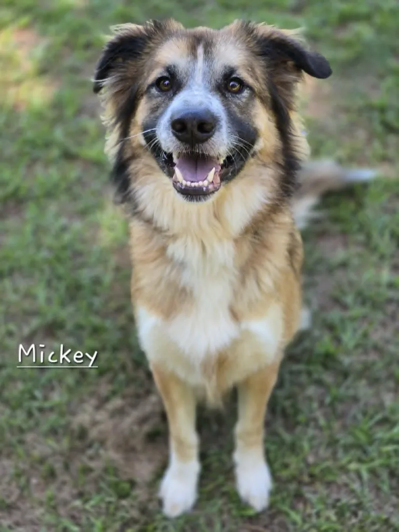 Mickey thumbnail 2