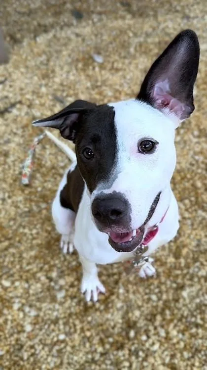 An adult medium-sized female Pit Bull Terrier dog named Kosma for adoption in Washington, DC