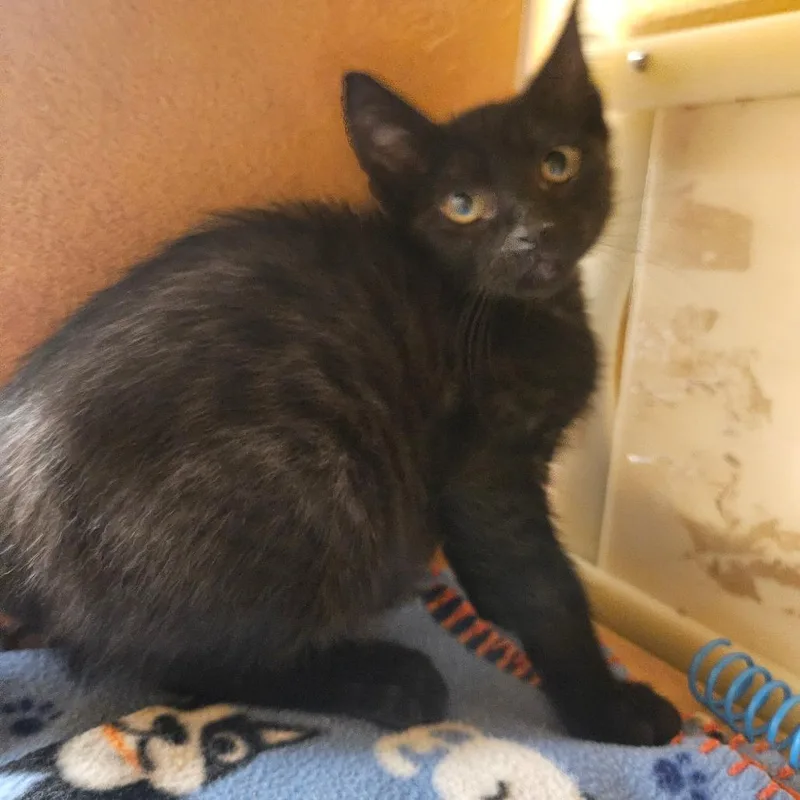 A baby small-sized male Black Domestic Short Hair cat named Uno for adoption in Grantsville, UT