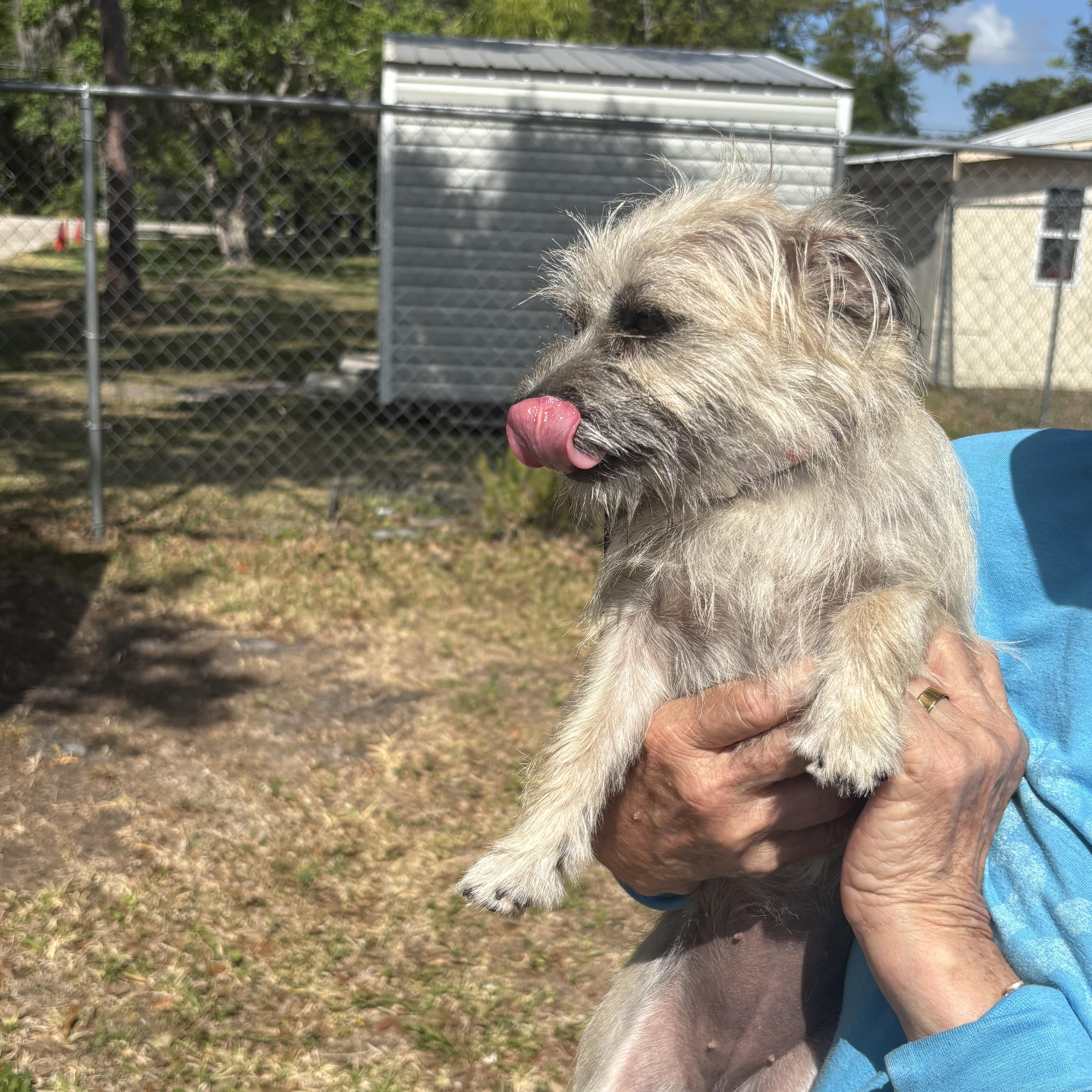 A young small-sized female White / Cream Terrier dog named Lilo for adoption in Ruskin, FL