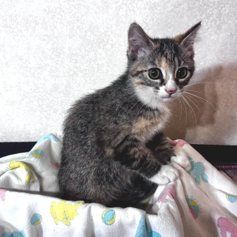 A baby small-sized female Domestic Short Hair cat named Sarah PetSmart Belleville for adoption in Belleville, IL