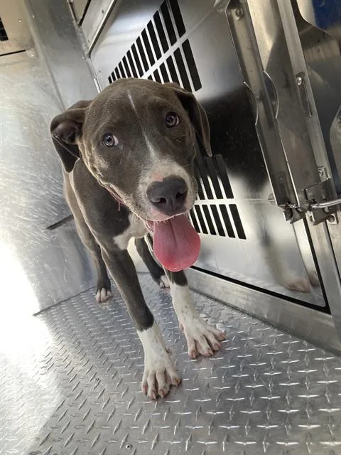 A baby large-sized female Mixed Breed dog named Bluey for adoption in Dallas, TX