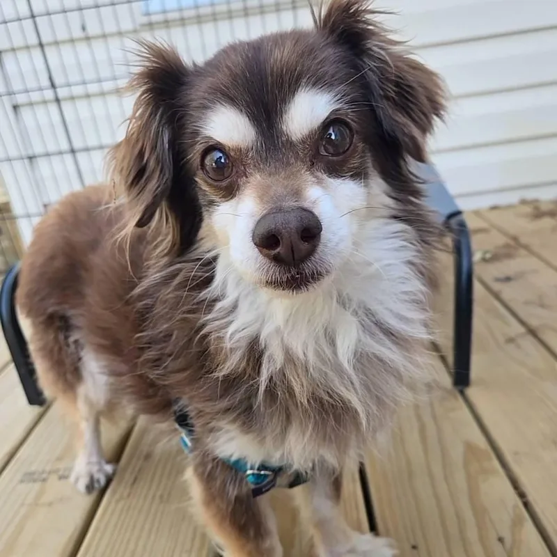 Hedgehog thumbnail 2