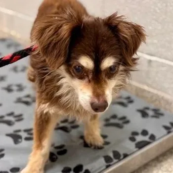 Hedgehog thumbnail 3