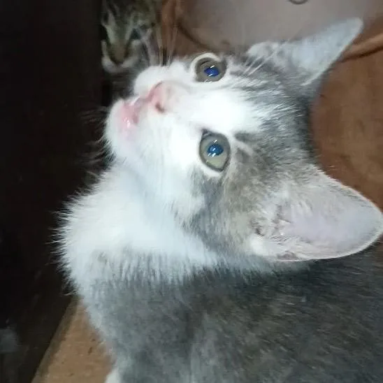 A baby small-sized male Gray / Blue / Silver Domestic Short Hair cat named Sonic for adoption in Calimesa, CA
