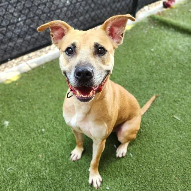 An adult medium-sized male Yellow / Tan / Blond / Fawn Pit Bull Terrier dog named Culligan D for adoption in Princeton, MN