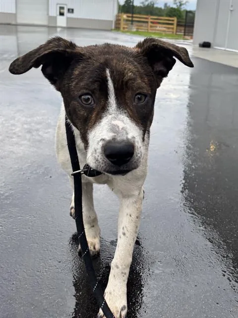 A young small-sized female Plott Hound dog named Stitch for adoption in Indianapolis, IN