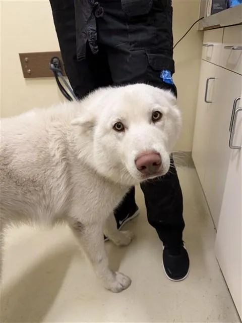 A young large-sized male Siberian Husky dog named Max for adoption in Fremont, CA
