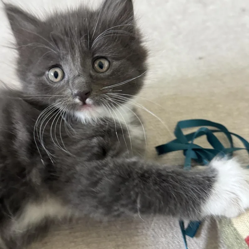 A baby small-sized female Gray / Blue / Silver Domestic Short Hair cat named Ricotta for adoption in Wichita, KS