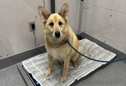 A baby large-sized female Shepherd dog named Mila for adoption in Sevierville, TN