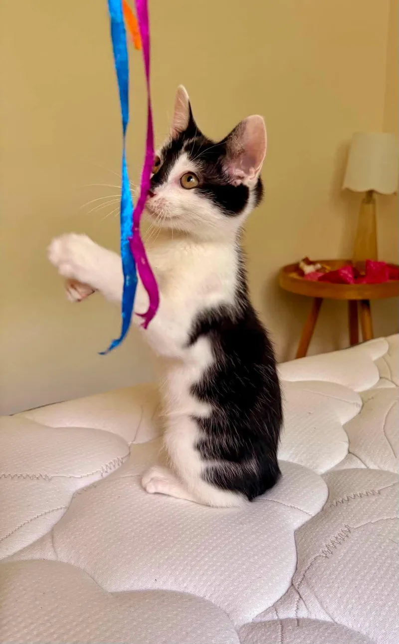 A baby medium-sized male Black & White / Tuxedo Domestic Medium Hair cat named Ariel & Eric for adoption in Soddy Daisy, TN