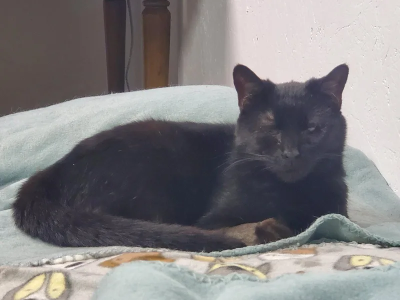 An adult medium-sized female Black Domestic Short Hair cat named Diamond for adoption in Camden, TN
