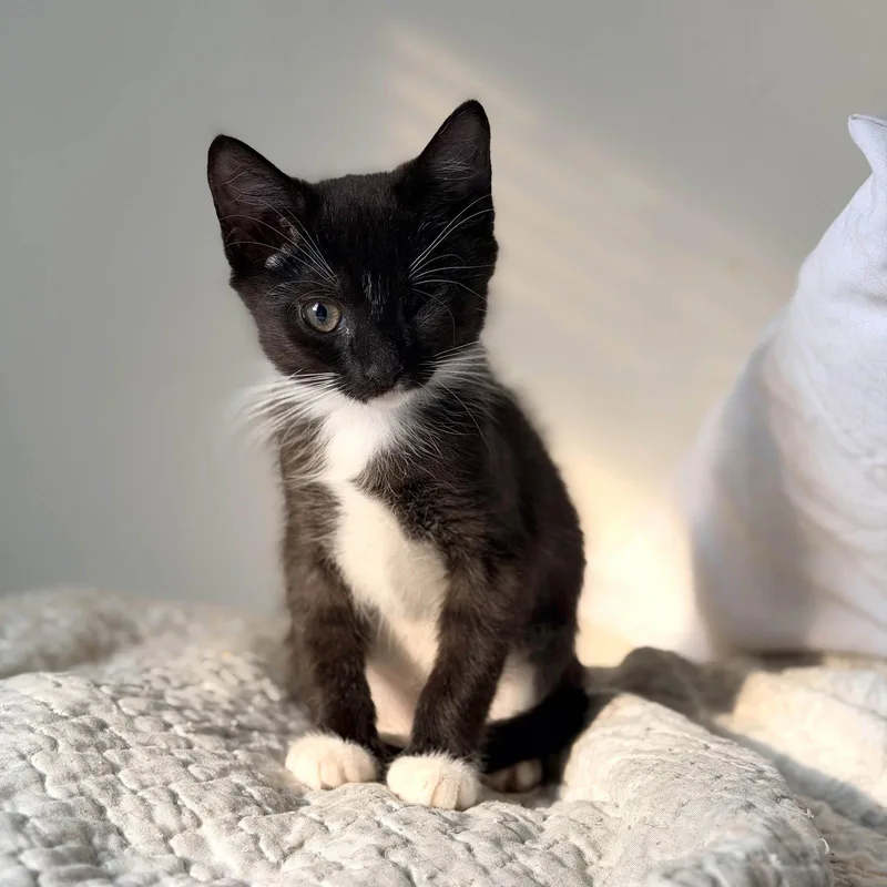 A baby small-sized male Domestic Short Hair cat named Samurai for adoption in Philadelphia, PA