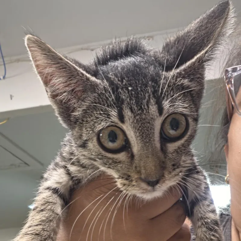 A baby small-sized female Black Domestic Short Hair cat named Pixar for adoption in Leander, TX