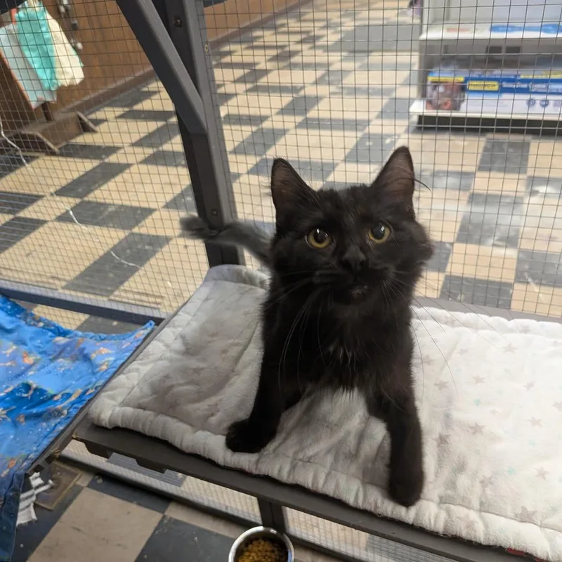 Sootsprite  Special Needs