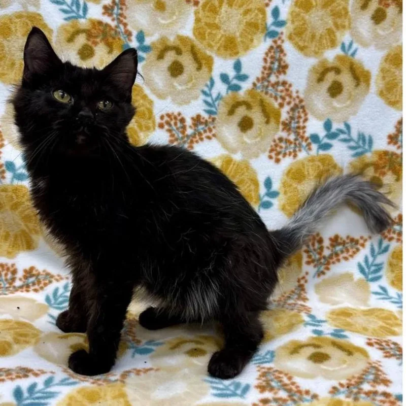 Sootsprite  Special Needs thumbnail 2