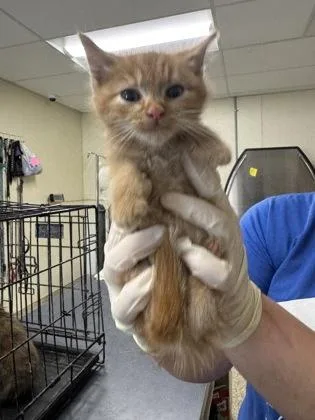Loki