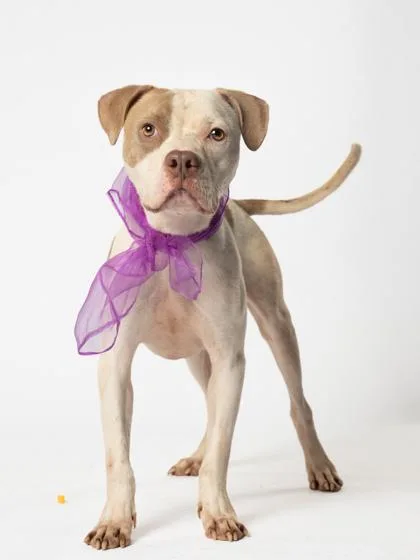 An adult medium-sized male Pit Bull Terrier dog named Zaxby for adoption in Atlanta, GA