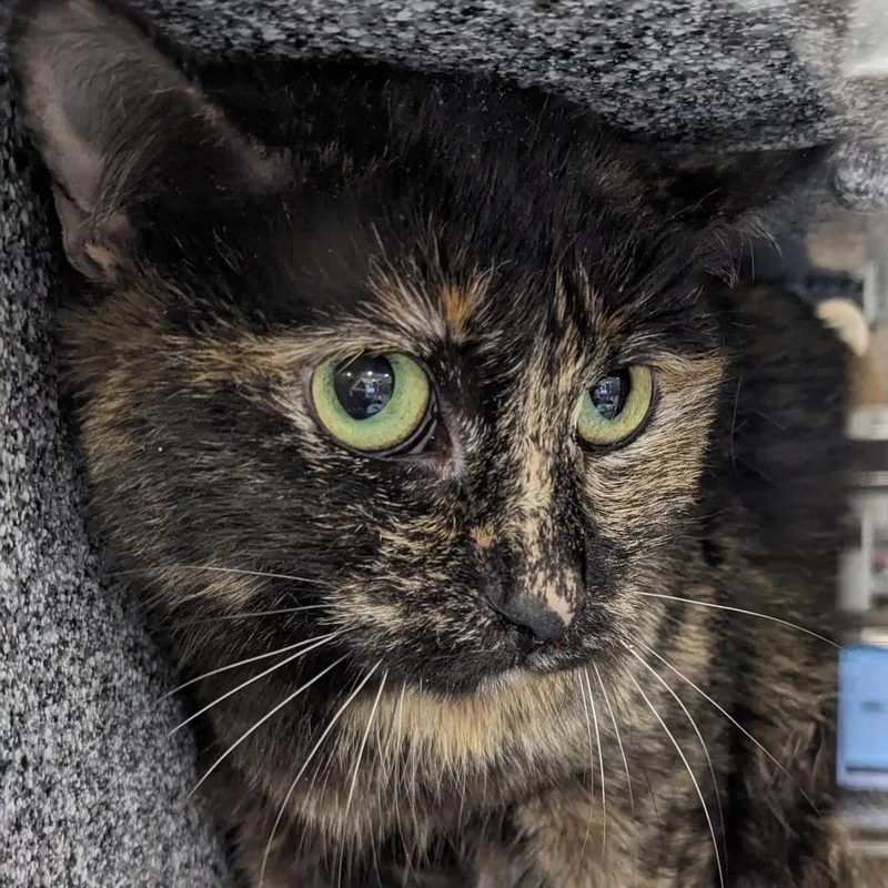 An adult medium-sized female Tortoiseshell Domestic Short Hair cat named Suzie for adoption in Salt Lake City, UT