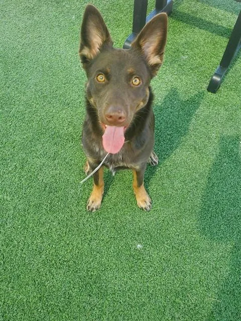 A young medium-sized female Australian Cattle Dog / Blue Heeler dog named Poppy for adoption in Castaic, CA