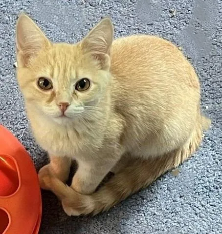 A baby medium-sized male Domestic Short Hair cat named Cam for adoption in Cumberland, ME