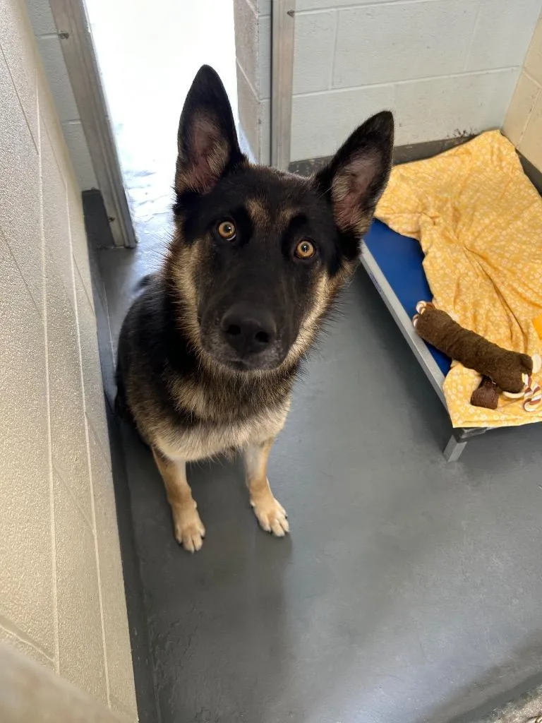 A young medium-sized male German Shepherd Dog dog named Carlos for adoption in Johnson City, TN