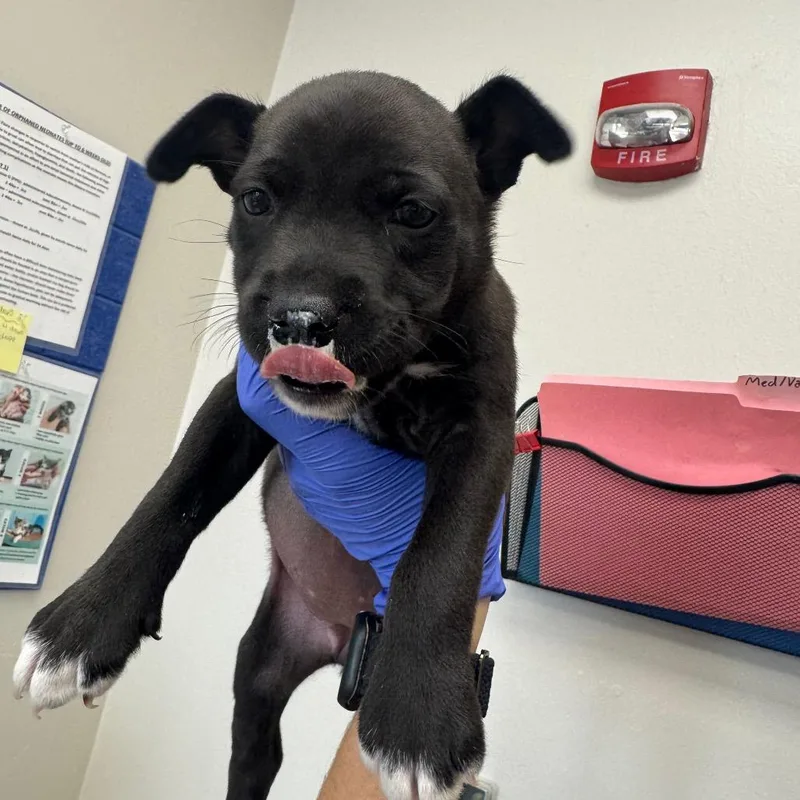 A baby small-sized female Black Mixed Breed dog named Goo Goo Dolls for adoption in Columbiana, AL