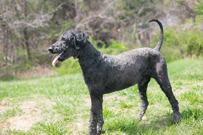 A young large-sized male Gray / Blue / Silver Labradoodle dog named Titustransport for adoption in Gradyville, KY