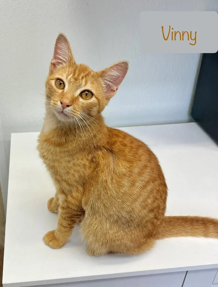 A baby small-sized male Orange & White Domestic Short Hair cat named Vinny for adoption in Chalfont, PA