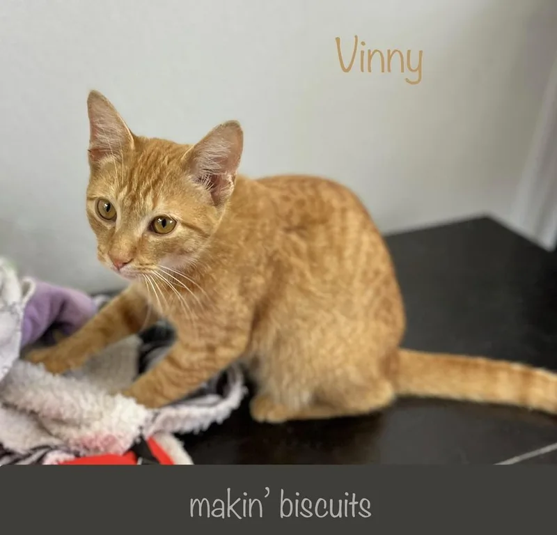 Vinny thumbnail 2