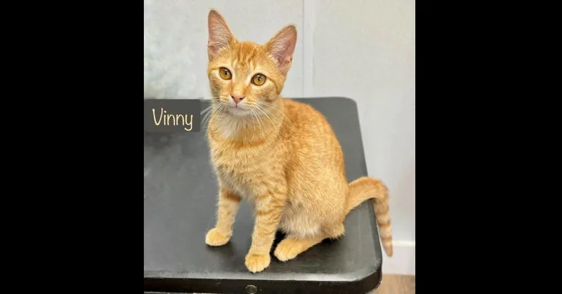 Vinny thumbnail 3