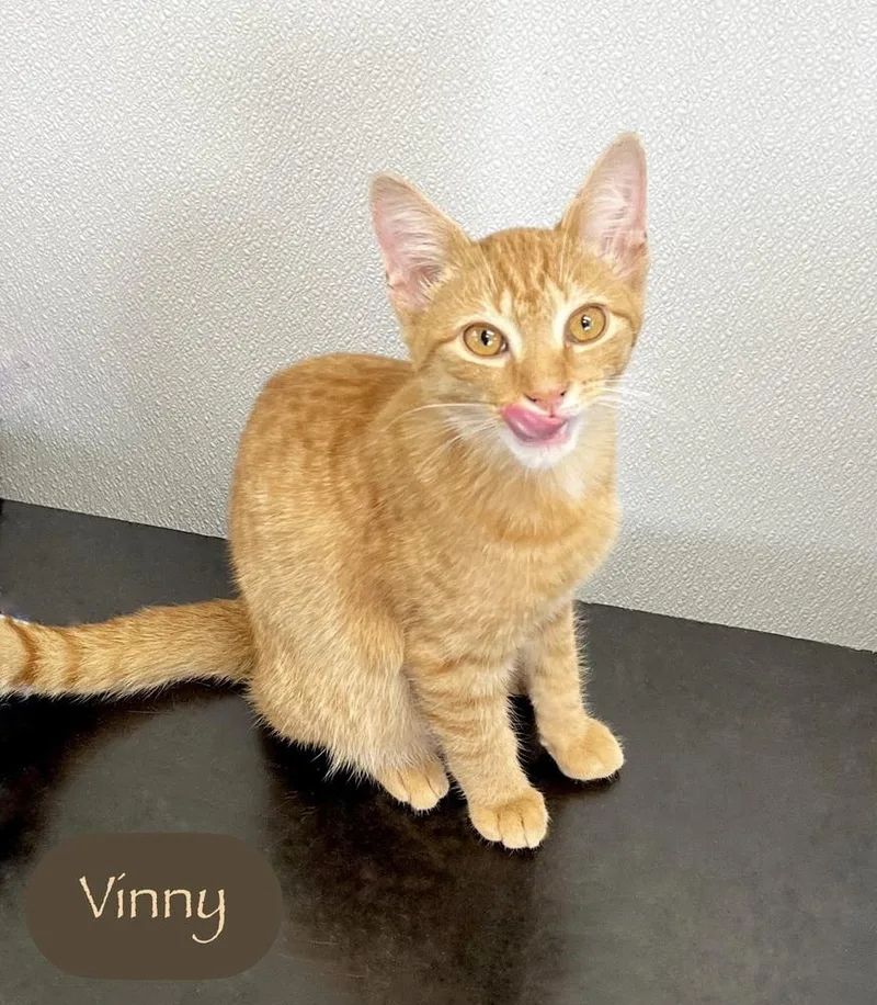 Vinny thumbnail 4