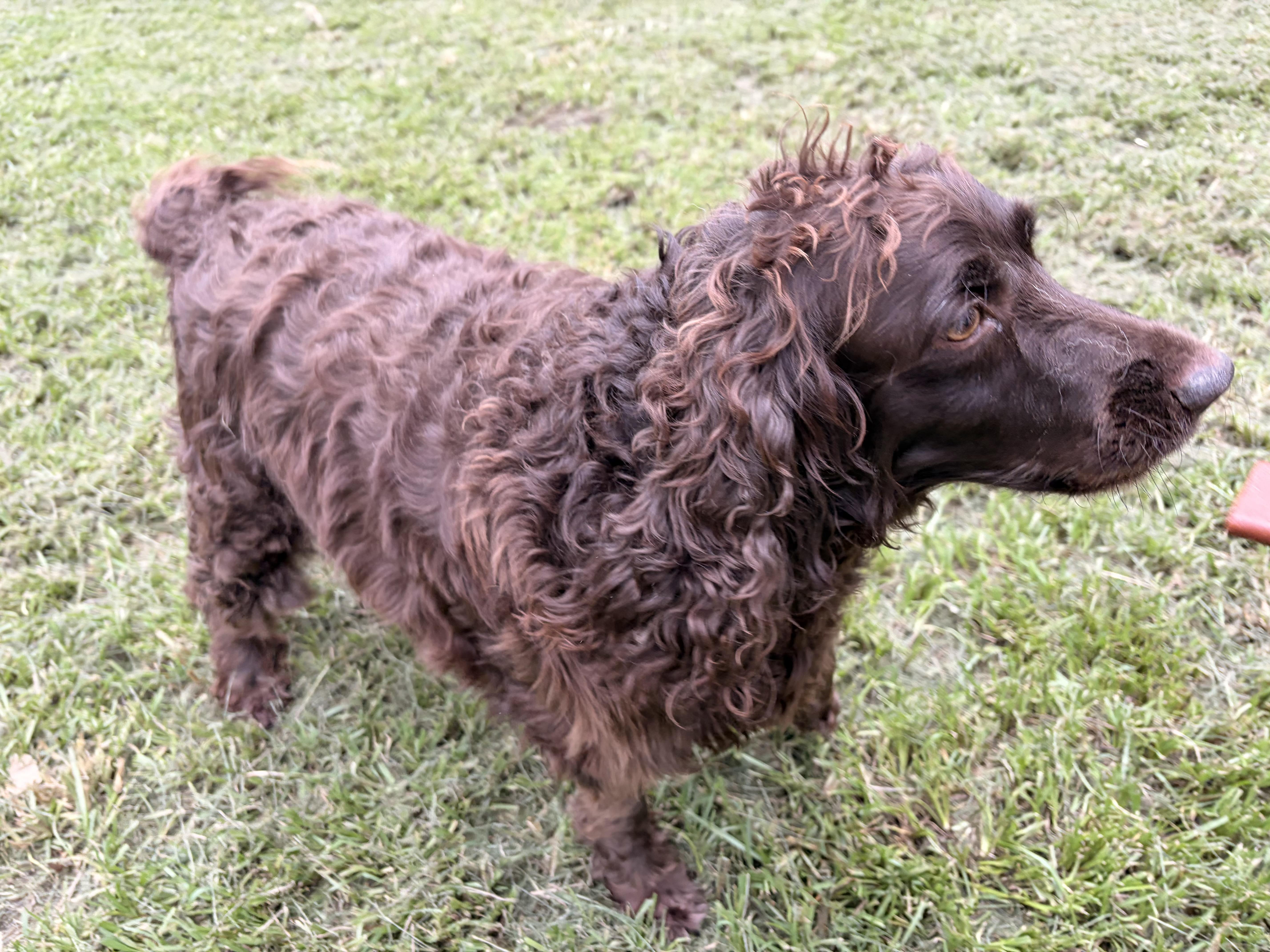 An adult small-sized female Brown / Chocolate English Springer Spaniel dog named Barbie for adoption in Covington, LA