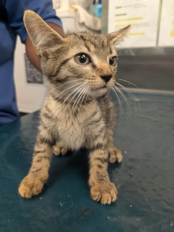 A young medium-sized female Tabby (Gray / Blue / Silver) Domestic Short Hair cat named Della for adoption in Mobile, AL