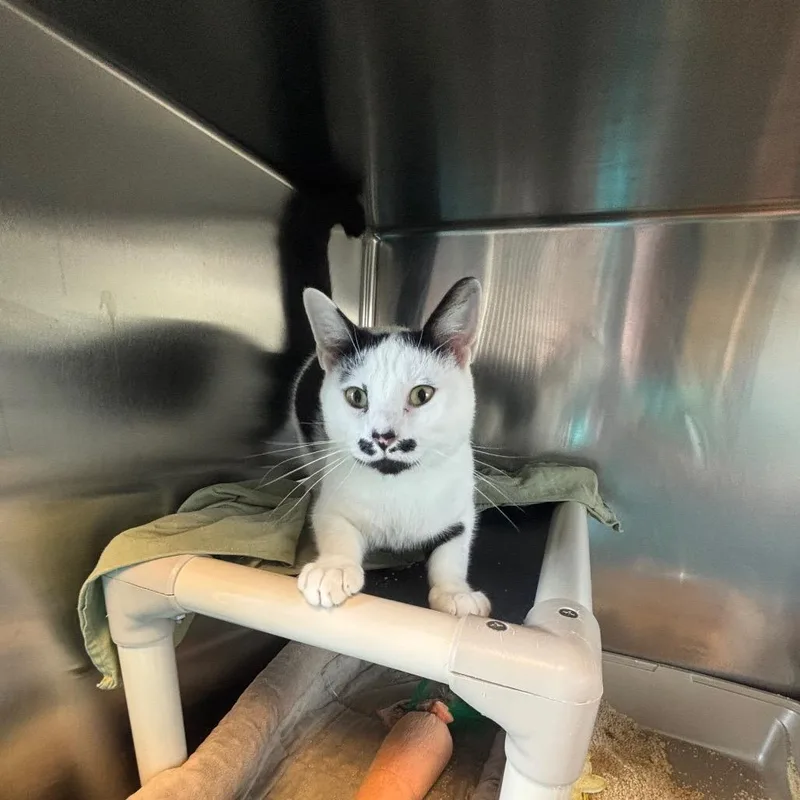 An adult medium-sized male Black Domestic Short Hair cat named Mustachio for adoption in Newark, DE