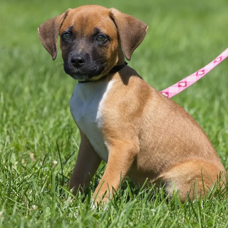 A baby medium-sized male Brown / Chocolate Labrador Retriever dog named Devin for adoption in South Elgin, IL