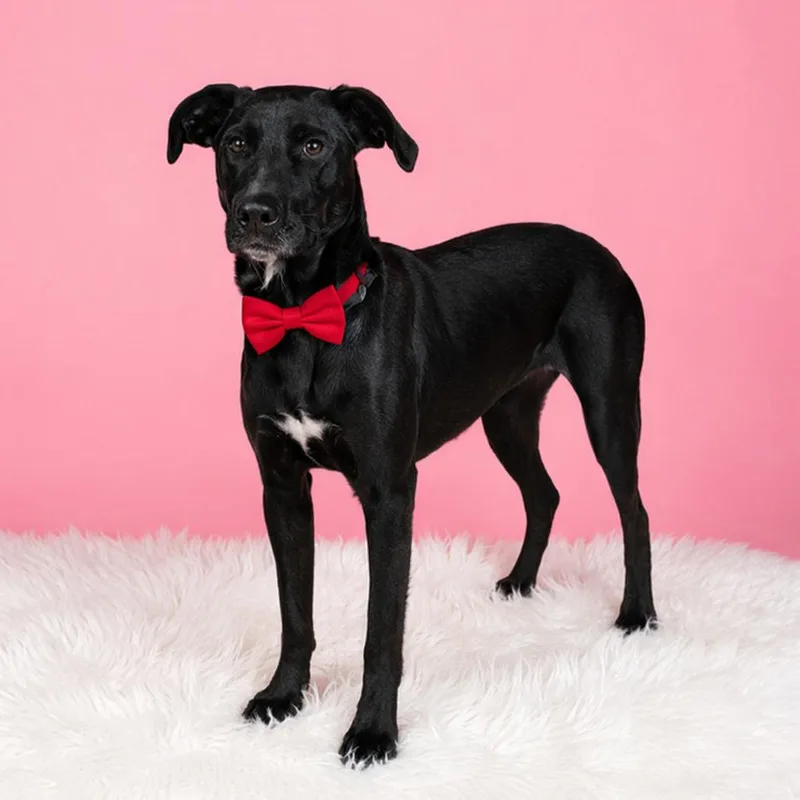 A young medium-sized female Black Black Labrador Retriever dog named Stormie for adoption in Binghamton, NY