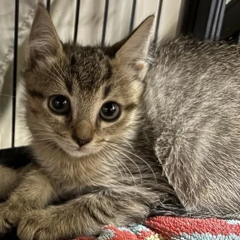 A baby medium-sized male Tabby (Brown / Chocolate) Domestic Short Hair cat named Lynx for adoption in Prince Frederick, MD