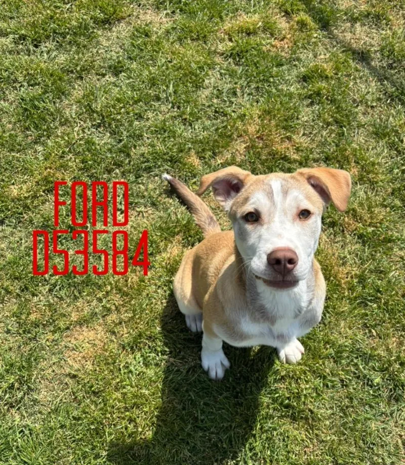 A baby small-sized male Husky dog named Ford for adoption in Clarksville, TN