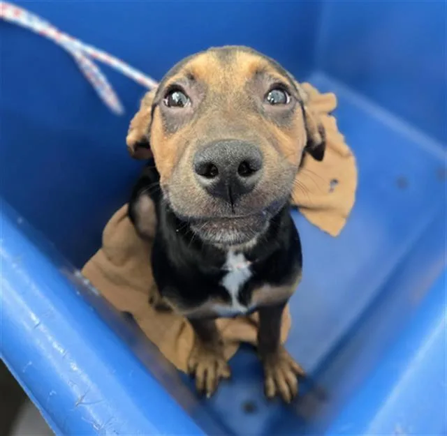 A baby large-sized female Mixed Breed dog named Fishstick for adoption in Dallas, TX