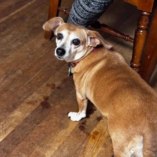 An adult small-sized female Yellow / Tan / Blond / Fawn Dachshund dog named Daisy D for adoption in Frankfort, KY